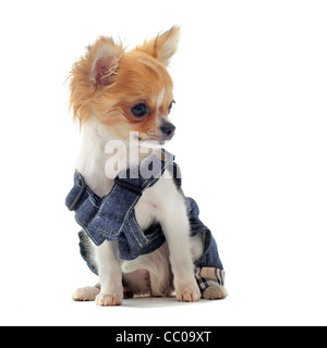 Cucciolo di chihuahua vestito di fronte a uno sfondo bianco Foto Stock