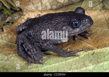 Cucciolata asiatici (Rana Leptobrachium gunungense) Foto Stock