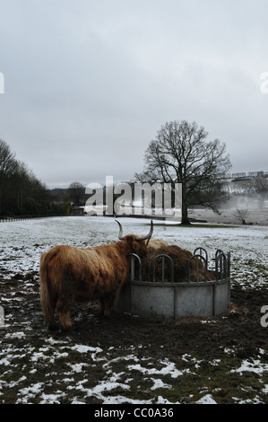 Highland mucca in un campo di Perthshire durante l inverno con neve e nebbia Foto Stock