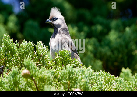 Un grigio Lourie in appoggio in una struttura ad albero Foto Stock