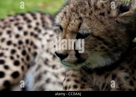 Ghepardo a Spier Cheetah del Santuario Foto Stock