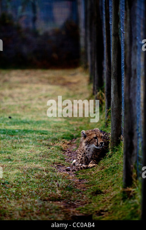 Ghepardo a Spier Cheetah del santuario Foto Stock