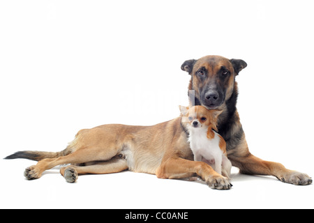 Ritratto di un grazioso cucciolo di razza chihuahua e malinois davanti a uno sfondo bianco Foto Stock