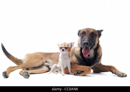 Ritratto di un grazioso cucciolo di razza chihuahua e malinois davanti a uno sfondo bianco Foto Stock