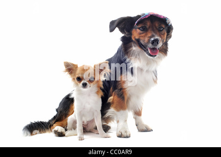 Ritratto di un grazioso cucciolo di razza chihuahua e gallese corgi pembroke davanti a uno sfondo bianco Foto Stock