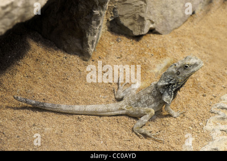 Drago barbuto,Pogona Vitticeps sulla sabbia Foto Stock