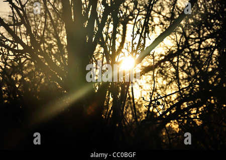 Fascio di sole che splende attraverso i rami degli alberi silhouette. Lens Flare riflessione. Foto Stock