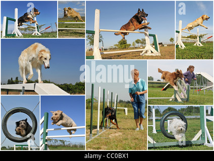 Immagine composita con cani di razza nella formazione di agilità Foto Stock