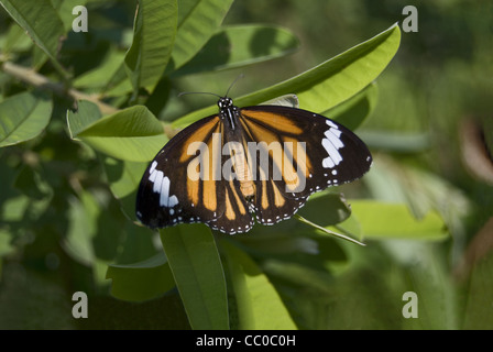 Plain Tiger (Danaus chrysippus) farfalla. Nymphalidae : Spazzola Footed farfalle Foto Stock