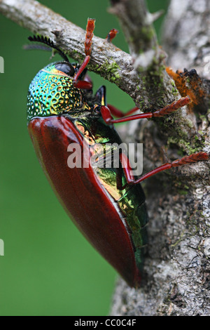 Il gioiello di coleotteri (Buprestidae) Foto Stock