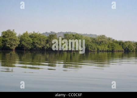 La foresta di mangrovie del dottor Salim Ali Bird Sanctuary Chorao Goa Foto Stock