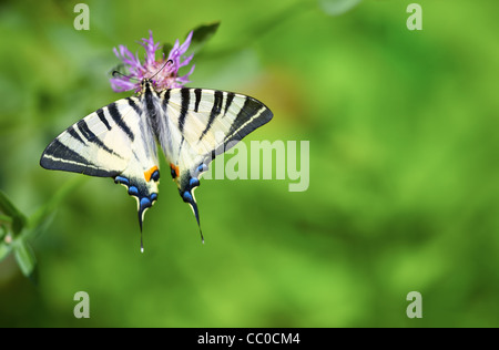 Coda forcuta farfalla (Iphiclides podalirius) seduto sul fiore in estate. Foto Stock