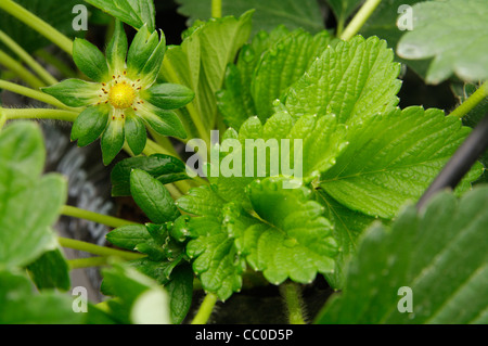 Serra fragole crescente usando la tecnica di hydroponics (nutriente minerale soluzioni) nelle isole Azzorre Foto Stock