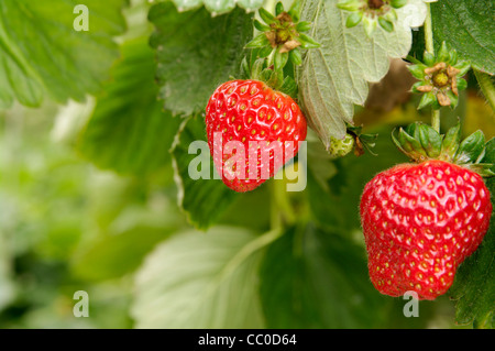 Serra fragole crescente usando la tecnica di hydroponics (nutriente minerale soluzioni) Foto Stock