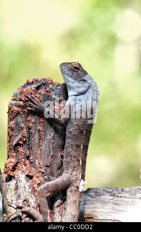 Giardino in comune lucertola, Calotes versicolor, con mezza pelle capannone Foto Stock