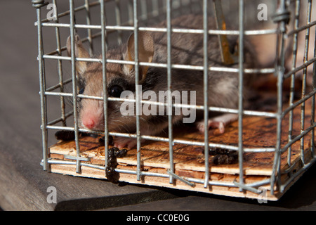 Piccolo grigio ghiro catturati in una trappola per SCAVENGERS Foto Stock
