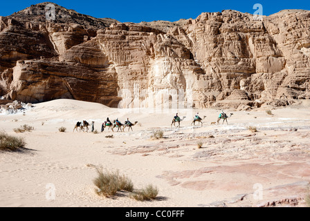 I turisti a cavallo di cammelli nel deserto - Penisola del Sinai, Egitto Foto Stock