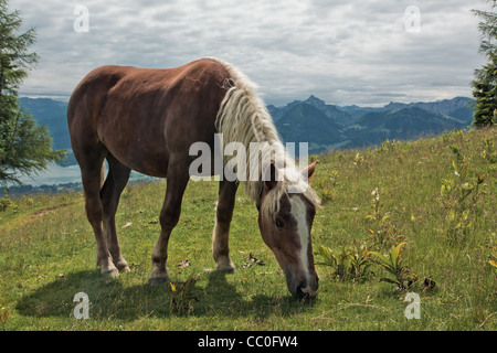 Cavallo ritratto su Zwolferhorn in Austria Foto Stock