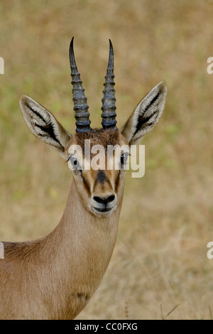 Ritratto di un indiano gazzella o chinkara Foto Stock