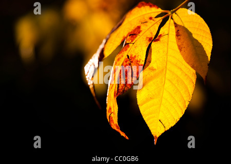 Aesculus parviflora, Nano Buckeye, in autunno Foto Stock