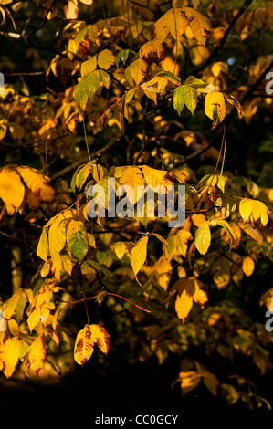 Aesculus parviflora, Nano Buckeye, in autunno Foto Stock
