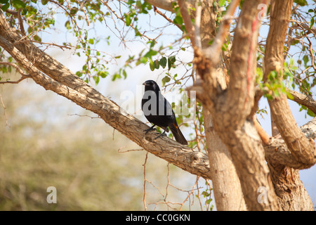 Tristram's Starling o Tristram's Grackle (Onychognathus tristramii) bird seduta sul ramo nella giornata di sole Foto Stock