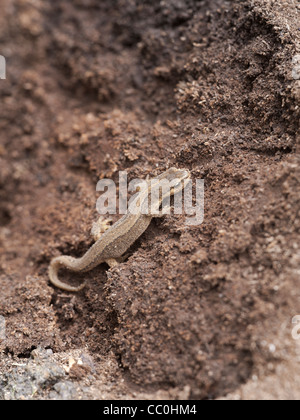 Comuni (liscio) Newt Triturus vulgaris Foto Stock