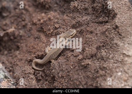 Comuni (liscio) Newt Triturus vulgaris Foto Stock