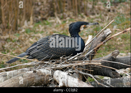 Lateralmente il colpo di un cormorano Phalacrocorax carbo sinensis nidi su alcuni rami nell ambiente naturale Foto Stock