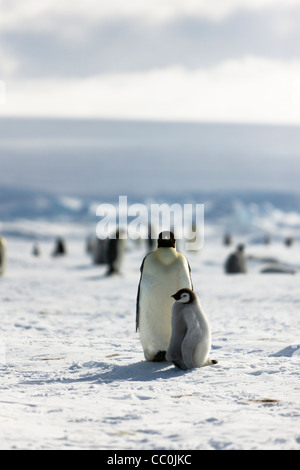 30 giorno vecchio imperatore pulcini e adulto Aptenodytes forsteri selvatica Foto Stock