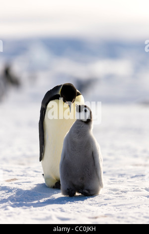 30 giorno vecchio imperatore pulcini e adulto Aptenodytes forsteri Wild pinguino Foto Stock