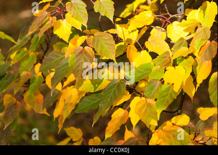 Acer caudatifolium, Snakebark acero in autunno Foto Stock