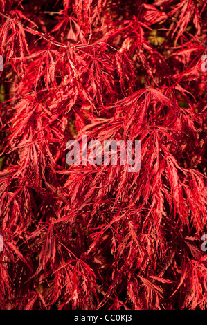 Acer palmatum var dissectum 'Crimson Queen', acero giapponese 'Crimson Queen', in autunno Foto Stock