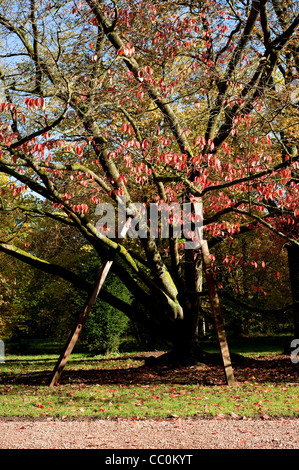 Prunus sargentii, Sargent di ciliegio in autunno Foto Stock