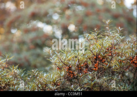 Hippophae rhamnoides nota, bacche di olivello spinoso, in autunno Foto Stock