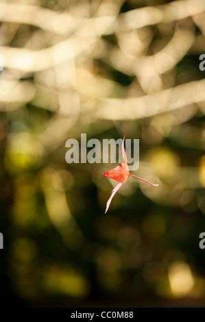 A singolo battente da un Liquidambar styraciflua, American Sweetgum, in autunno Foto Stock