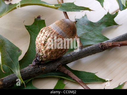 Close up di nero il ramo di quercia di foglie e di acorn (Quercus velutina Lam) Foto Stock