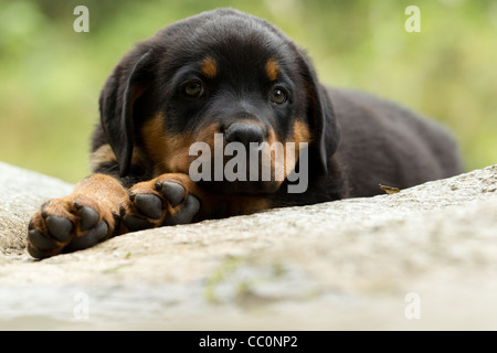 Ritratto di un giovane Rottweiler cucciolo di due mesi di età Foto Stock