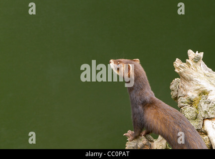 Captive polecat presso il British Centro faunistico, Surrey, Regno Unito Foto Stock