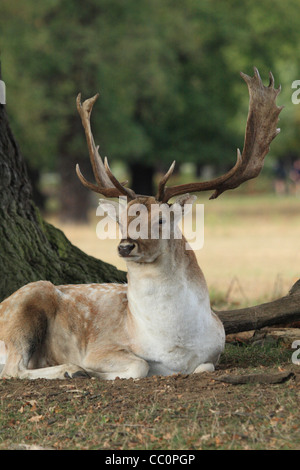 Maggese buck deer recante accanto ad albero Foto Stock
