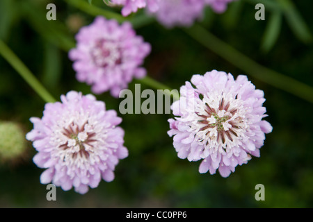 Puntaspilli Lavanda fiori. Tre rosa fiori viola sfocate su sfondo verde. La Scabiosa Foto Stock