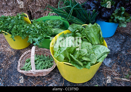 Raccolte insalata e piselli a scatto in plastica trugs e cesto Foto Stock