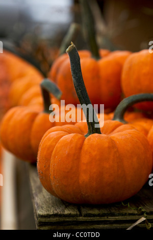 Piccole zucche sedersi su tavole di legno, sia rustico con sporcizia naturale, in Immagine ripresa con profondità di campo ridotta. Foto Stock
