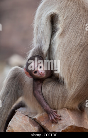 Indiano scimmie Langur, Presbytis entellus, donna e bambino in Ranthambore National Park, Rajasthan, India Foto Stock