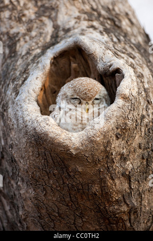 Assonnato Spotted Owl bird, Athene brama, nidi in una struttura ad albero in Ranthambhore National Park, Rajasthan, India settentrionale Foto Stock