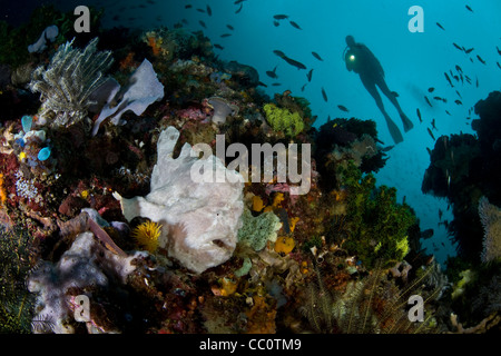 Rana pescatrice gigante (commersoni antennarius) e sub. Cannibal Rock, baia a ferro di cavallo, Rinca isola, nei pressi di Komodo, Indonesia. Foto Stock