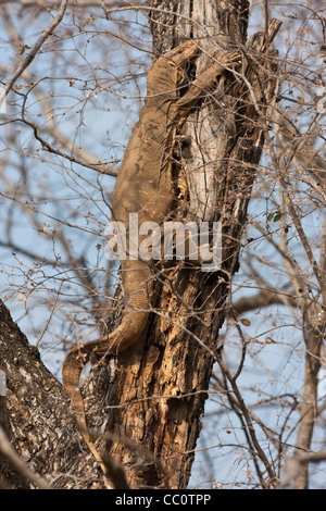 Monitor del deserto una lucertola, Varanus albigularis, crogiolarsi al sole su un albero in Ranthambhore National Park, Rajasthan, India Foto Stock