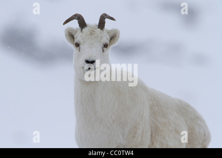 Dall pecore (ovis dalli) pecora nella neve in Atigun Pass, Brooks Range montagne, Alaska nel mese di ottobre Foto Stock