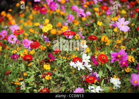 Fiori colorati in giardino Foto Stock