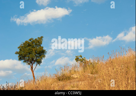 Indian albero su di una collina tra erba secca nella campagna indiana. Andhra Pradesh, India Foto Stock